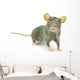 Rat