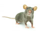 Rat