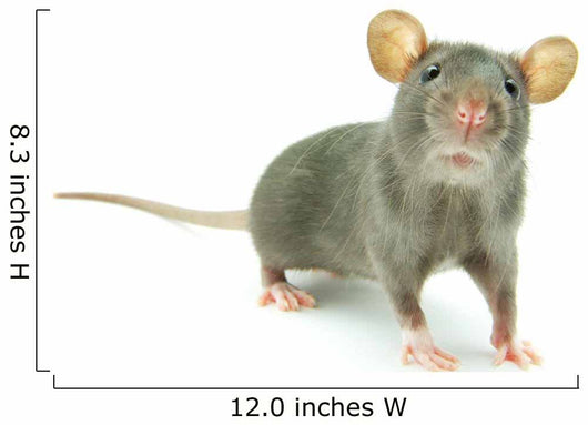 Rat