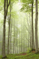 Enchanted forest with mist moving between the trees Wall Mural