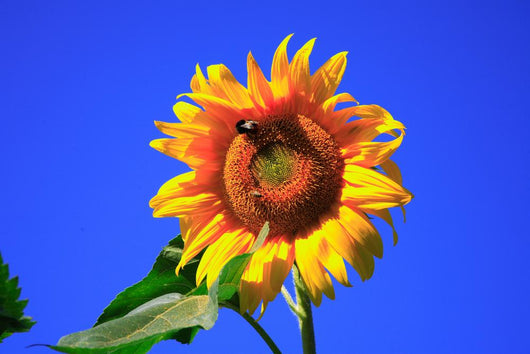 Sonnenblume Wall Mural