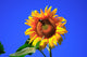 Sonnenblume Wall Mural