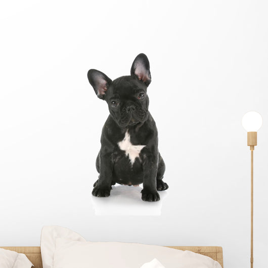 French Bulldog Sitting Wall Decal
