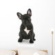 French Bulldog Sitting Wall Decal