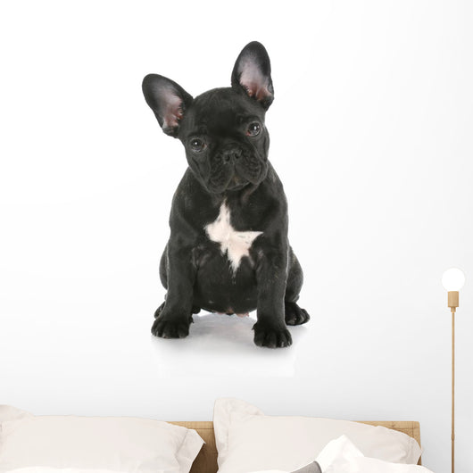 French Bulldog Sitting Wall Decal