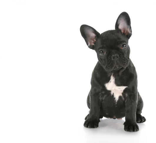 French Bulldog Sitting Wall Decal