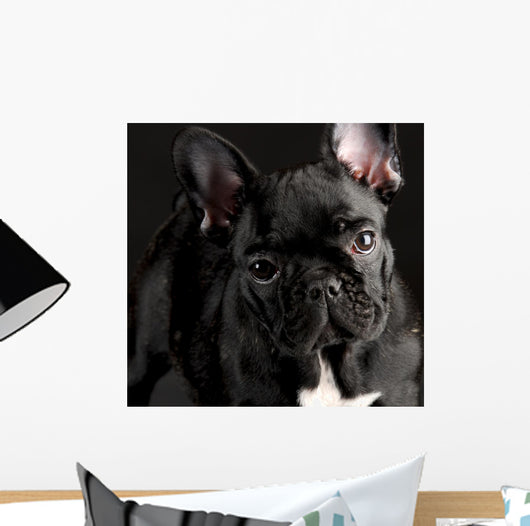 French Bulldog Portrait