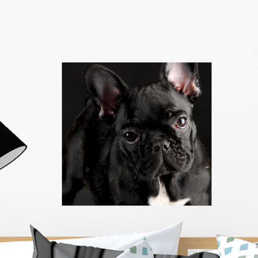 French Bulldog Portrait