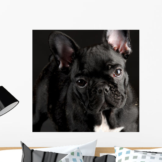 French Bulldog Portrait