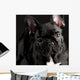French Bulldog Portrait