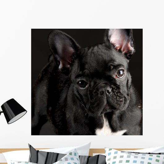 French Bulldog Portrait