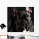 French Bulldog Portrait