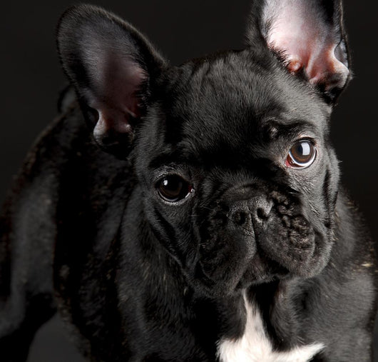 French Bulldog Portrait
