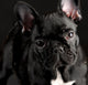 French Bulldog Portrait