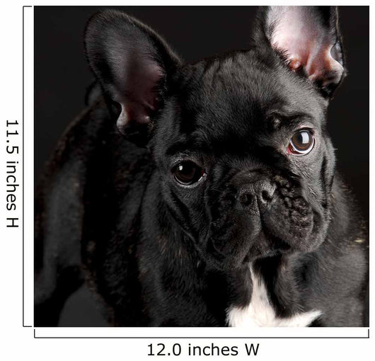French Bulldog Portrait