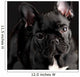 French Bulldog Portrait