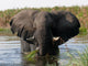 Elephant Wall Mural