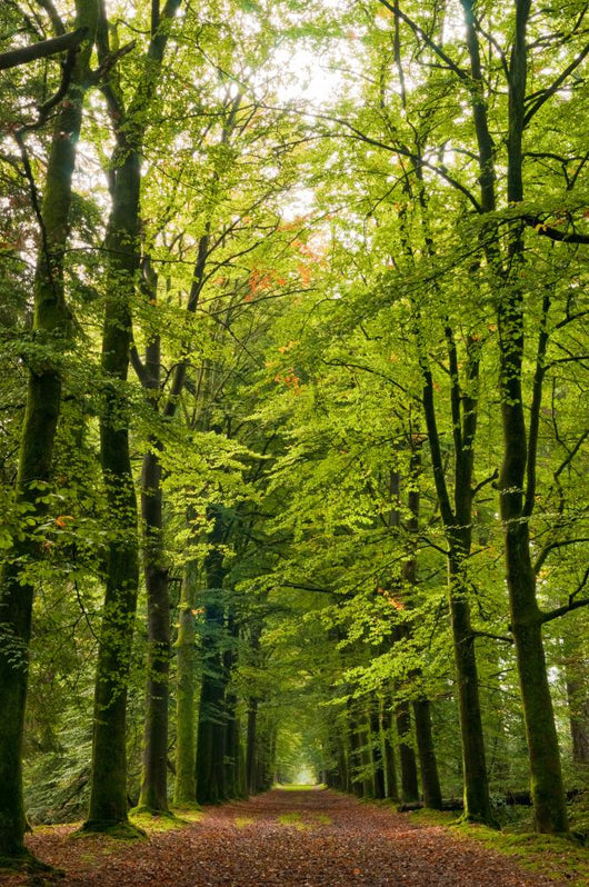 Autumn Colored Forrest Lane