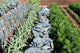 Vegetable garden vegetables Wall Mural