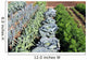Vegetable garden vegetables Wall Mural