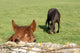 Horse Wall Mural