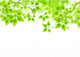 Fresh Green