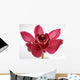 Orchid Wall Mural