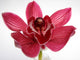Orchid Wall Mural