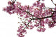 Cherry Blossoms Wall Decal