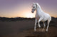 White horse and the sunset in the desert Wall Mural
