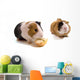 Deux Jeune Cobaye Sur Wall Mural