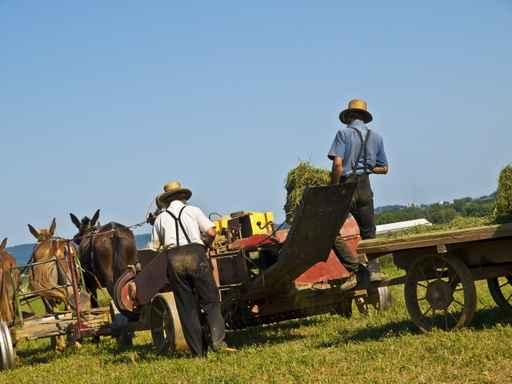 Amish Farmers Wall Decal