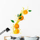 Orange Juice White Wall Decal