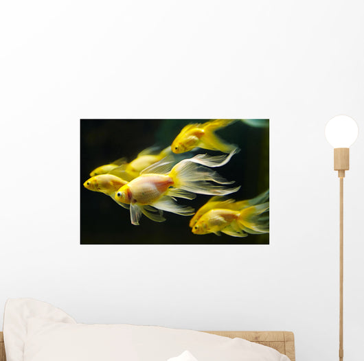 Goldfish Wall Mural