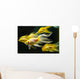 Goldfish Wall Mural