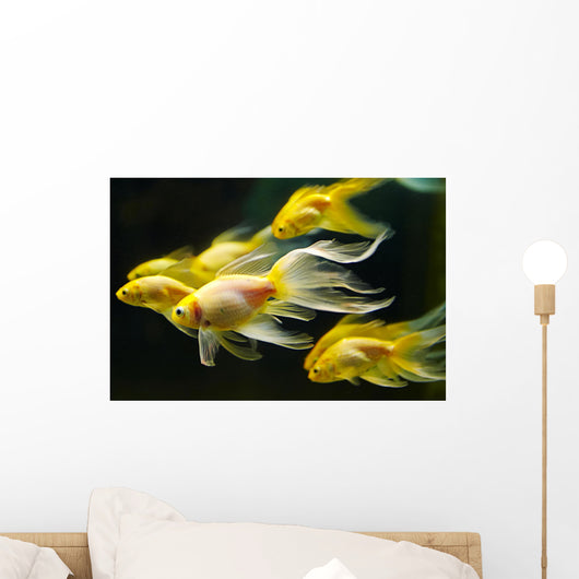Goldfish Wall Mural