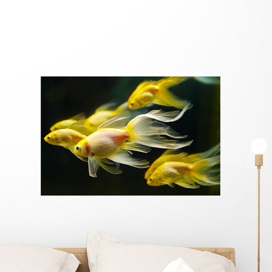 Goldfish Wall Mural