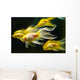 Goldfish Wall Mural