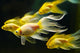 Goldfish Wall Mural