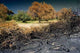Immediately after Fires Forest Wall Decal