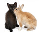 Black kitten playing with rabbit in front of white background Wall Decal