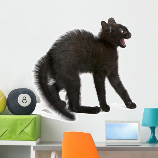 Frightened Black Kitten Standing