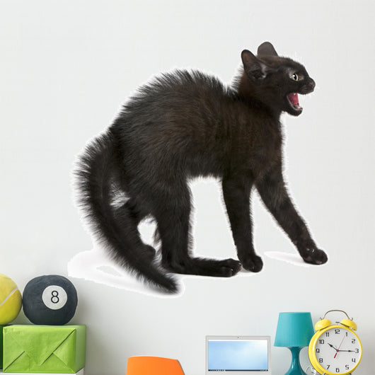 Frightened Black Kitten Standing