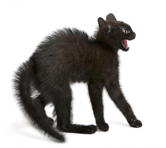 Frightened Black Kitten Standing