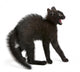 Frightened Black Kitten Standing