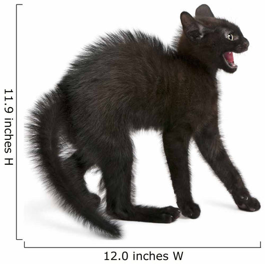 Frightened Black Kitten Standing
