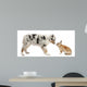 Blue Merle Australian Shepherd puppy face to face with rabbit Wall Decal