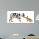 Blue Merle Australian Shepherd puppy face to face with rabbit Wall Decal