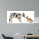 Blue Merle Australian Shepherd puppy face to face with rabbit Wall Decal