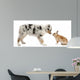Blue Merle Australian Shepherd puppy face to face with rabbit Wall Decal